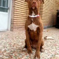 پیتبول استافورد ماده