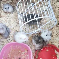 همستر|موش و خرگوش|تهران, شهرک چیتگر|دیوار