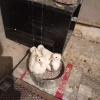 کبوتر|پرنده|ایلام, |دیوار