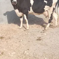 گاو جوان|حیوانات مزرعه|سده (خراسان جنوبی), |دیوار