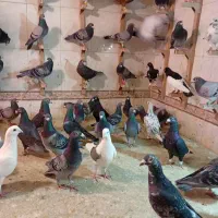 دسته زیر سیمی|پرنده|شیراز, مهدی‌آباد|دیوار