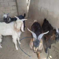 کهره وبره بزکهره دار میش بره دار|حیوانات مزرعه|جهرم, |دیوار