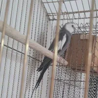 فروش انواع عروس هلندی جفت نر و ماده ، مولد|پرنده|دهگلان, |دیوار