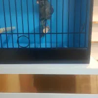 قناری نر توسی مست|پرنده|حمیدیه, |دیوار