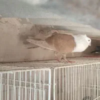 کلاغ کربلایی زرد هفت‌رنگ کاکلی و سیاه کاکلی