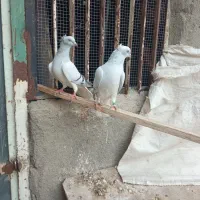 کبوتر شامی دم سفید ماده