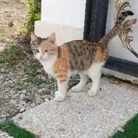 حیوان خانگی|گربه|دالخانی, |دیوار