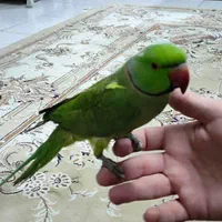 ملنگو نر طوق دار و جوجه فول رام دستی سخنگو سلامت|پرنده|تهران, سلسبیل جنوبی|دیوار