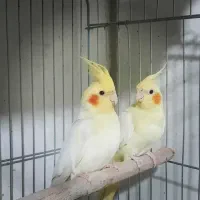 عروس هلندی|پرنده|نسیمشهر, |دیوار