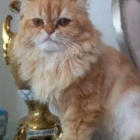 پرشین|گربه|اردبیل, |دیوار