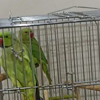 طوطی ملنگو|پرنده|تهران, امیریه|دیوار