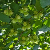 فروش نهال فندق نخجوان در اشنویه شناسه دار