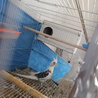 یک جفت عروس دوکت البینو