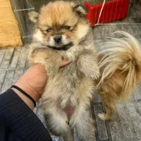 واگذاری سگ مولد