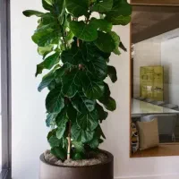 باغچه کاری،درختکاری،گلفروشی