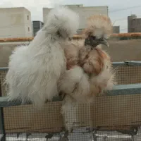 مرغ ابریشمی گردن لخت|حیوانات مزرعه|اهواز, امانیه|دیوار