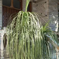 نخل دم اسبی(لیندا)