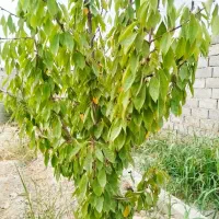 باغچه