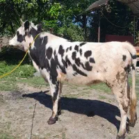 لیشه پا به تخم سیمینتال گاو گوساله