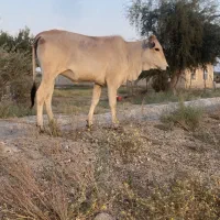 گوساله ماده کَل