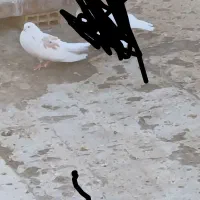 کبوتر|پرنده|کبودرآهنگ, |دیوار