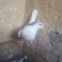 کفتر|پرنده|قوچان, |دیوار