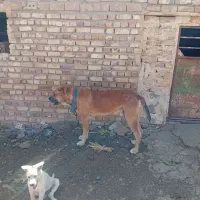 سگگله|سگ|تربت جام, جامرود|دیوار