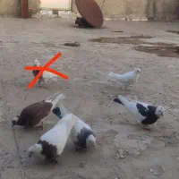 کوتر|پرنده|مریوان, |دیوار