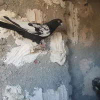 کفتر|پرنده|مشهد, مهدی آباد|دیوار