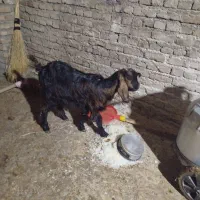 4تا هستند همشون نر هستند|حیوانات مزرعه|مهاباد (آذربایجان غربی), |دیوار