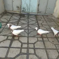 کفتر طوق فروش یا معاوضه|پرنده|شیراز, شیخ علی چوپان|دیوار