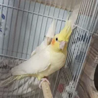 جفت عروس هلندی مولد