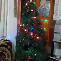 کاج مصنوعی.سالم وباپایه