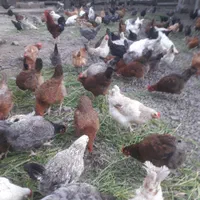 فروش تخم مرغ تازه تعداد بالا  نطفه دار وخوراکی|حیوانات مزرعه|کوچصفهان, |دیوار