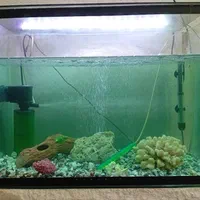 آکواریوم|ماهی|دزفول, |دیوار