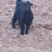 گوسفند