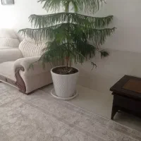 کاج  مطبق  بزرگ