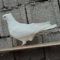 جفت طوقی|پرنده|اردبیل, |دیوار