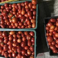 فروش فوری گوجه ربی