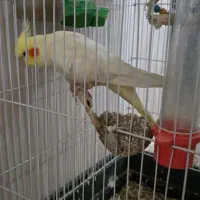 فروش عروس هلندی با قفس بزرگ و امکانات