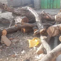 فروش چوب باغی|عمدهفروشی|اسفندقه, |دیوار