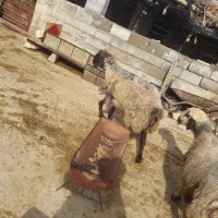 شیشک چاق حوشک|حیوانات مزرعه|اردل, |دیوار