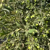 روغن زیتون فرا بکر|خوردنی و آشامیدنی|تهران, بوستان ولایت|دیوار