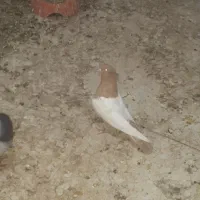کبوتر سینه زرد