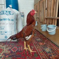 خروس لاری نسلدار جوجه کش