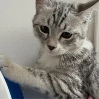 واگذاری گربه نژاد پرشین اسکاتیش|گربه|کرمان, |دیوار