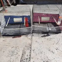 قفس پرنده