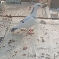 کبوتر  فروشی غریب گیری قیمت مقطوع|پرنده|هشتگرد, شهرک راه آهن|دیوار