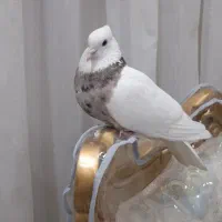 طوقی|پرنده|اهواز, نبوت|دیوار