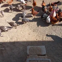 مرغ و خروس|حیوانات مزرعه|دهگلان, |دیوار